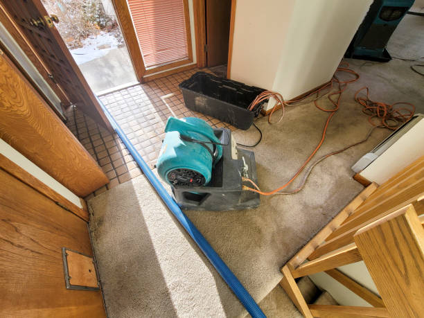 Best Basement water damage restoration  in Palm River Clair Mel, FL
